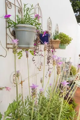 a bunch of plants and flowers on a wall at Hummingbird in Pretoria