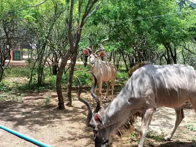 two animals with long horns grazing in a field at EDJAMI Guest House in Marloth Park