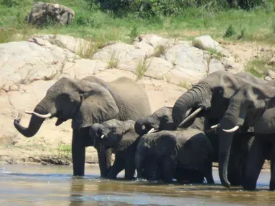 a herd of elephants standing in the water at EDJAMI Guest House in Marloth Park