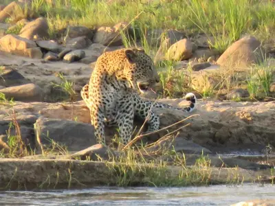 a cheetah walking on the rocks near the water at EDJAMI Guest House in Marloth Park