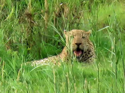 a leopard laying in the tall grass with its mouth open at EDJAMI Guest House in Marloth Park