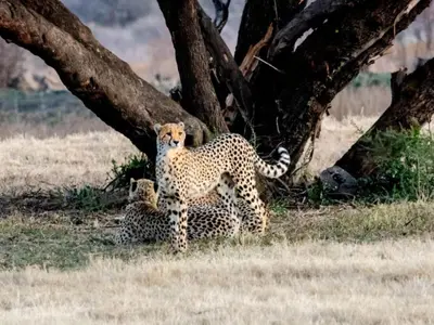 Gallery image of Wild and Water Dinokeng in Dinokeng Game Reserve