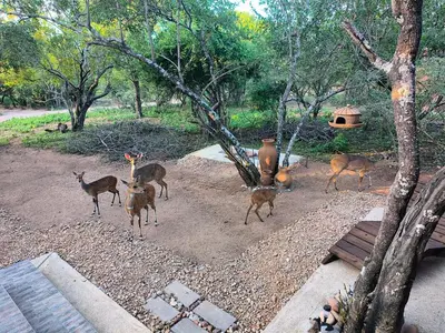 a group of deer standing around in a park at Woodlands on Korhaan 2926 in Marloth Park