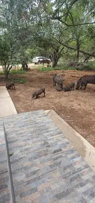 a herd of hippos standing in a field at Woodlands on Korhaan 2926 in Marloth Park