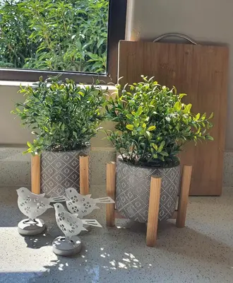 two potted plants in vases sitting next to a window at The Bird House in Kampersrus AH