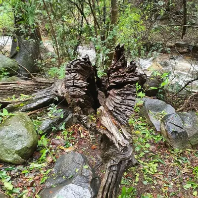 a decaying tree stump in the middle of a forest at The Bird House in Kampersrus AH