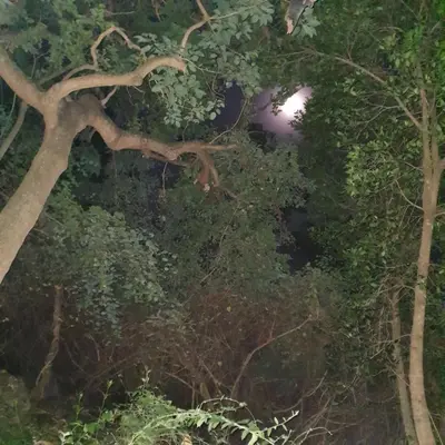a group of trees in a forest at night at The Bird House in Kampersrus AH