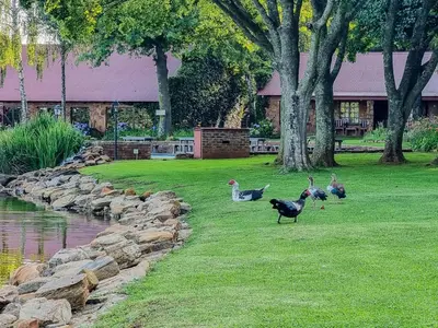 a group of ducks walking on the grass near a pond at Critchley Hackle Lodge in Dullstroom