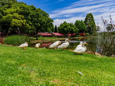 a group of ducks standing in the grass near a pond at Critchley Hackle Lodge in Dullstroom