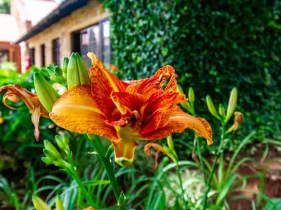a large orange flower in front of a house at Critchley Hackle Lodge in Dullstroom
