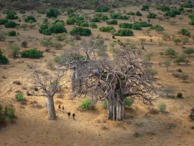 a group of people walking through a field with trees at Hutwini Walking Camp by RETURN Africa in Makuleke Contract Park