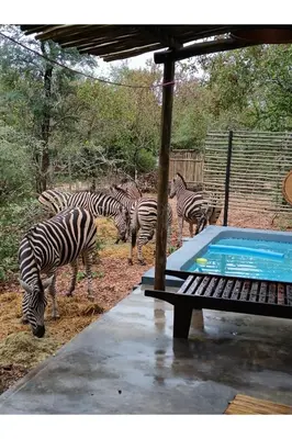 a herd of zebras standing next to a swimming pool at The Nest - Marloth Park in Marloth Park