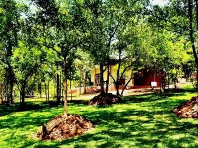 two trees in the grass with a house in the background at Ndi Musanda @ Nandoni in Vendaland