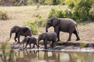 a group of elephants walking by the water at Babushka in Marloth Park