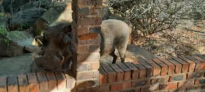 a bull standing next to a brick wall at Adder way around to Kruger in Marloth Park