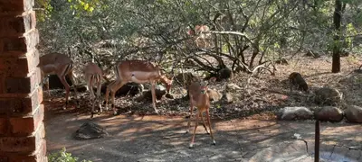 a group of deer standing next to each other at Adder way around to Kruger in Marloth Park