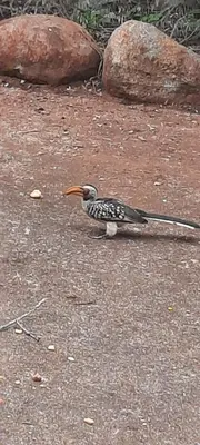 a black and white bird standing on the ground at Adder way around to Kruger in Marloth Park