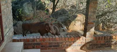 two animals standing next to a brick wall at Adder way around to Kruger in Marloth Park