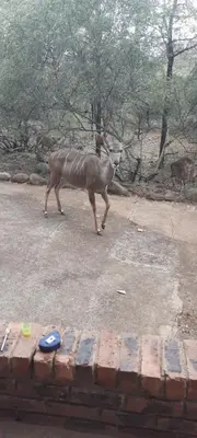 a gazelle walking in the middle of the road at Adder way around to Kruger in Marloth Park