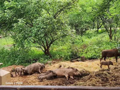 a group of hippos laying on the ground in a field at Indlovu Inn in Marloth Park
