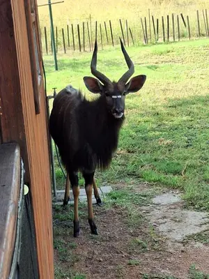 a goat with horns standing next to a building at Nyala Bush Cabin in Polokwane