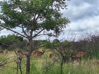 a group of zebras grazing in a field at Nyala Bush Cabin in Polokwane