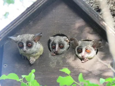 three owls are looking out of a bird house at Monkeys Tail in Marloth Park