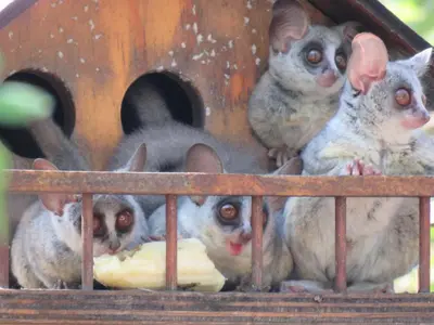 a group of squirrels sitting in a bird house at Monkeys Tail in Marloth Park