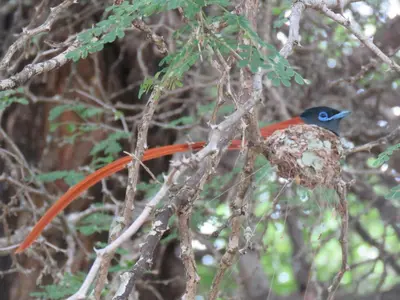 a bird sitting on a branch of a tree at Monkeys Tail in Marloth Park