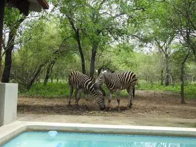two zebras standing next to each other near a pool at Monkeys Tail in Marloth Park