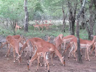 a herd of deer grazing in the woods at Monkeys Tail in Marloth Park