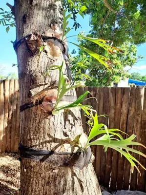 a tree with a rope wrapped around it at Wild Fig Accommodation in Tzaneen