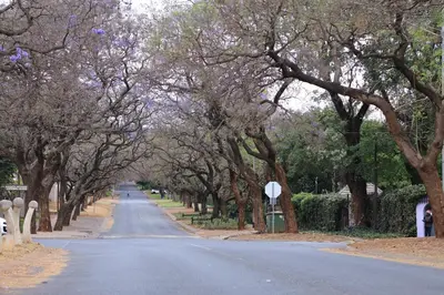 a tree lined street with a stop sign on a road at Khaya Mnandi Leisure Suites in Pretoria