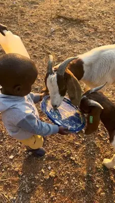 a stuffed animal is feeding a goat with a bowl at Serenity Farm House in Karino
