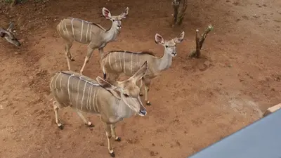 three gazelles standing in a dirt field at Rosendal Kruger View Villa in Marloth Park