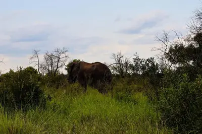 an elephant walking in the grass in a field at Africa Self Catering Chalets - Manyeleti in Manyeleti Game Reserve