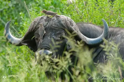 a bird is sitting on the back of a bull at Inyati Game Lodge in Sabi Sand Game Reserve