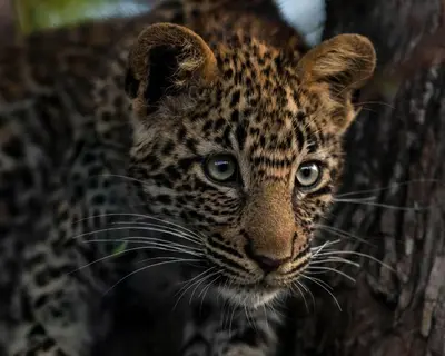 a leopard is standing next to a tree at Inyati Game Lodge in Sabi Sand Game Reserve