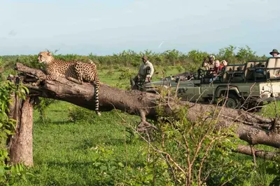 a cheetah sitting on top of a fallen tree at Inyati Game Lodge in Sabi Sand Game Reserve