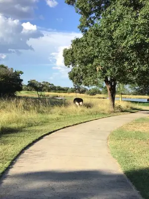 a road with a cow in the grass and a tree at The 314 Euphoria Golf Estate in Naboomspruit