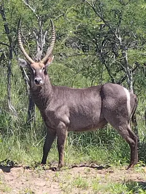 a antelope with large horns standing in a field at The 314 Euphoria Golf Estate in Naboomspruit