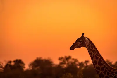 Gallery image of Africa on Foot in Klaserie Private Nature Reserve