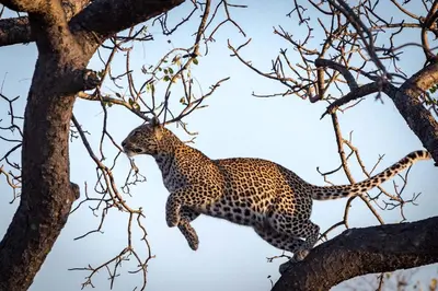 Gallery image of Africa on Foot in Klaserie Private Nature Reserve