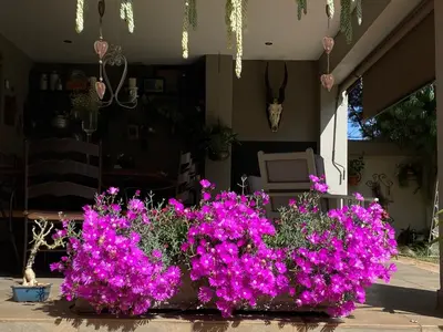 a group of purple flowers in a yard at BLessing at Lynnwood in Pretoria