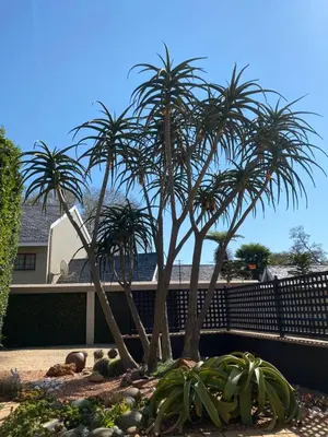 two palm trees in a garden in front of a fence at BLessing at Lynnwood in Pretoria