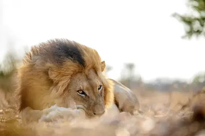 a lion laying on the ground in the grass at Jabulani Safari Relais & Chateaux in Kapama Private Game Reserve