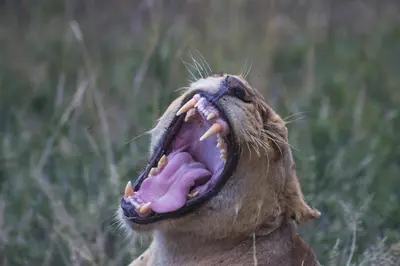 a close up of a lion with its mouth open at Monwana in Thornybush Game Reserve
