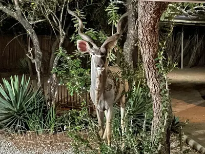 a deer with large horns standing next to a tree at Numida Rus in Marloth Park