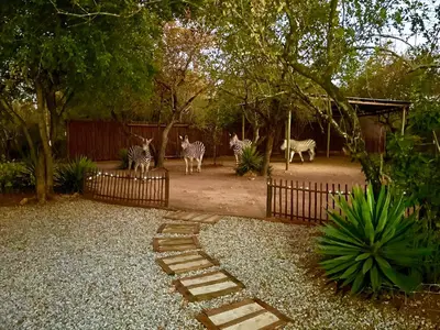 a group of zebras standing in a garden at Numida Rus in Marloth Park