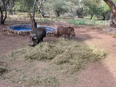 two animals eating hay in a field with trees at Numida Rus in Marloth Park